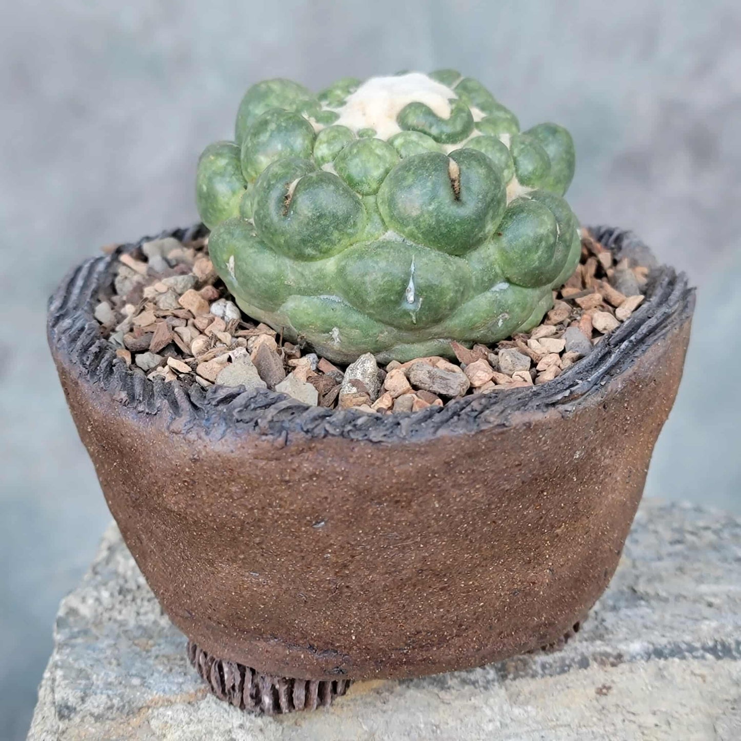 Coryphantha elephantidens cv inermis