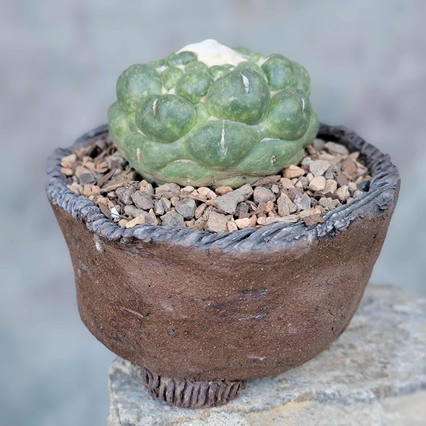 Coryphantha elephantidens cv inermis