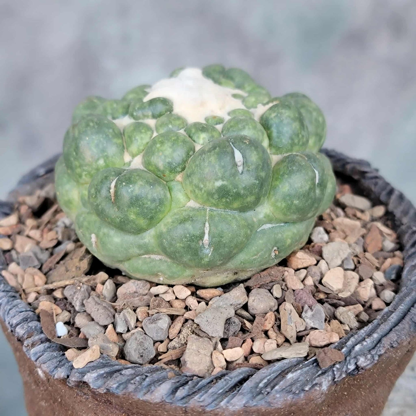 Coryphantha elephantidens cv inermis
