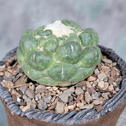 Coryphantha elephantidens cv inermis