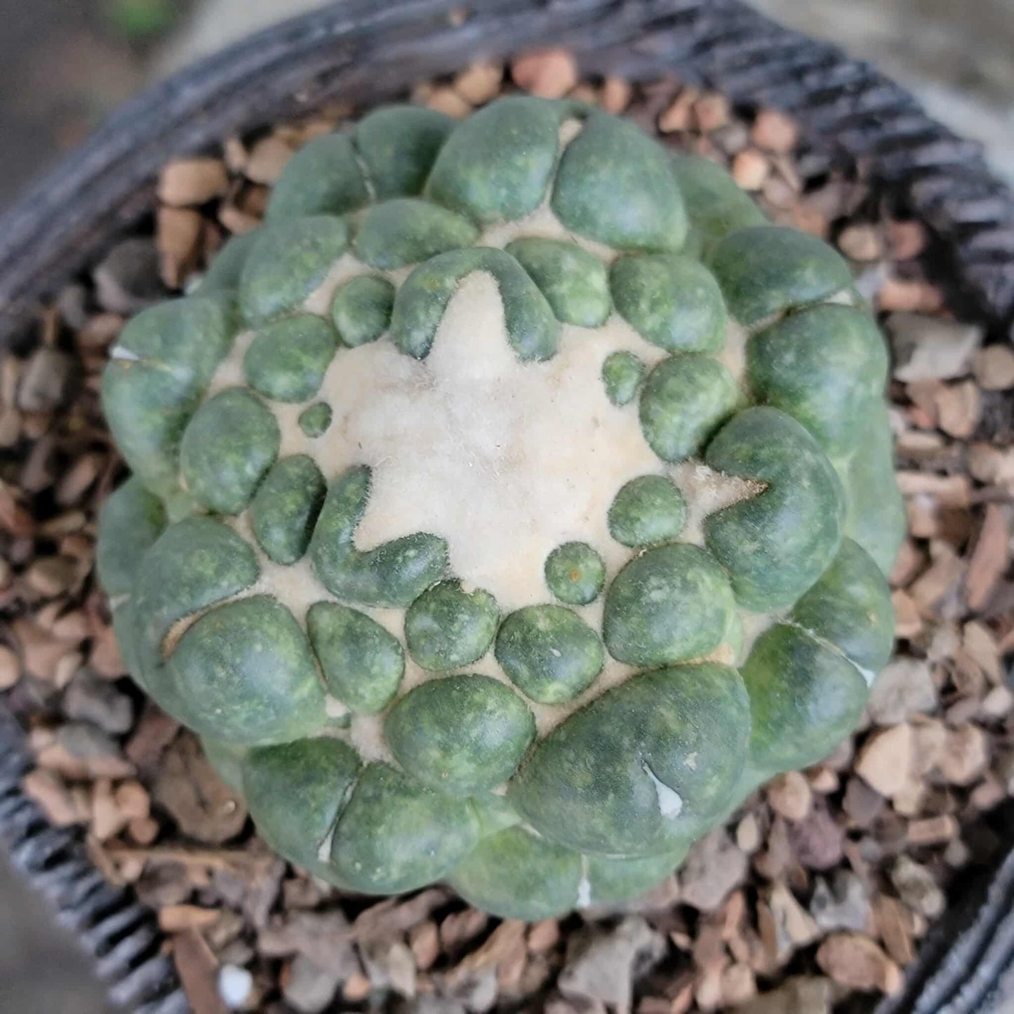 Coryphantha elephantidens cv inermis