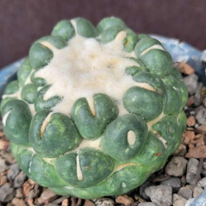 Coryphantha elephantidens cv inermis