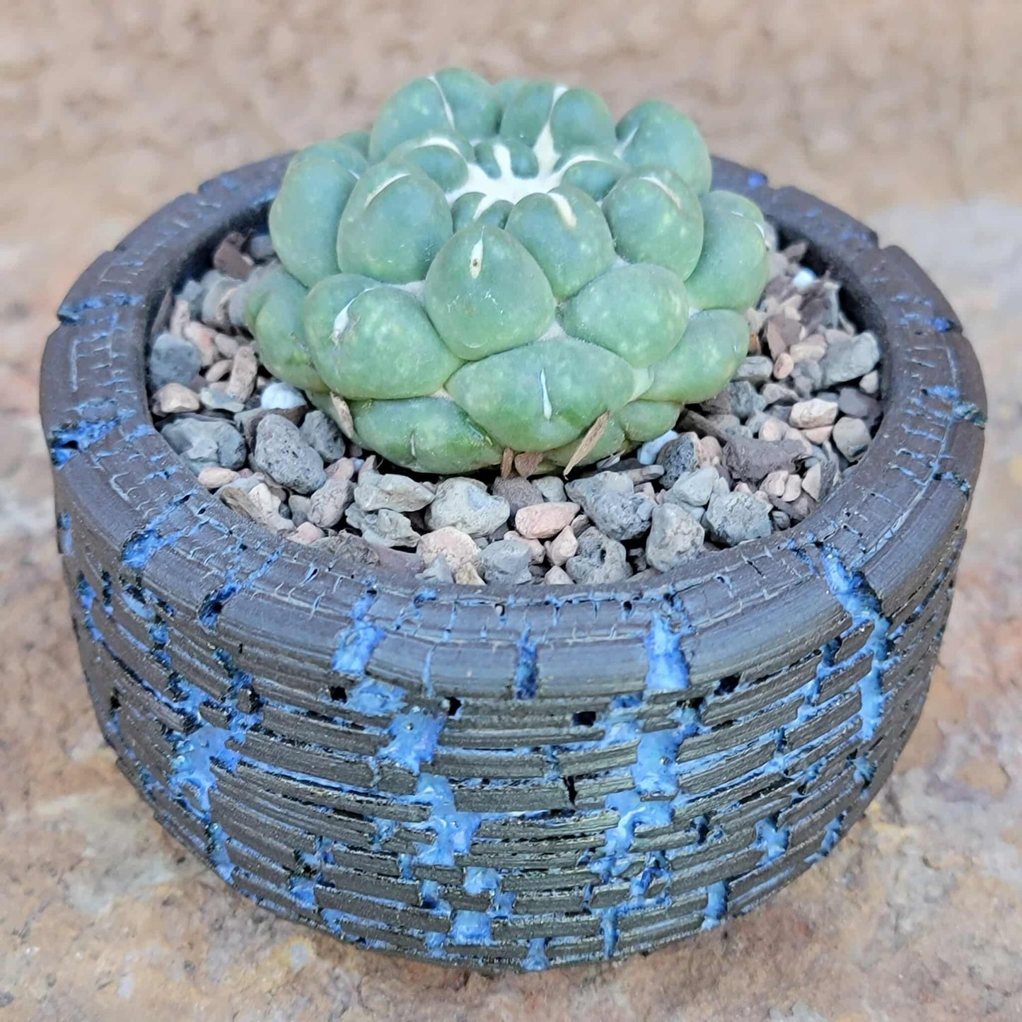 Coryphantha elephantidens cv inermis