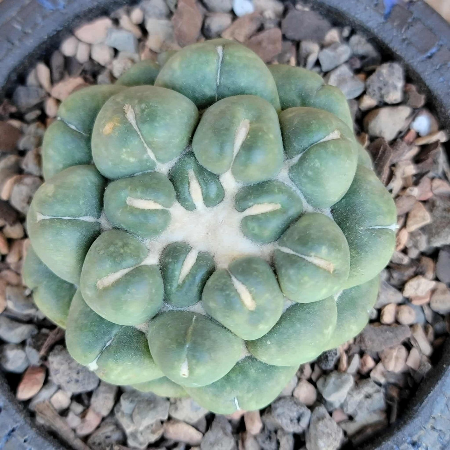 Coryphantha elephantidens cv inermis