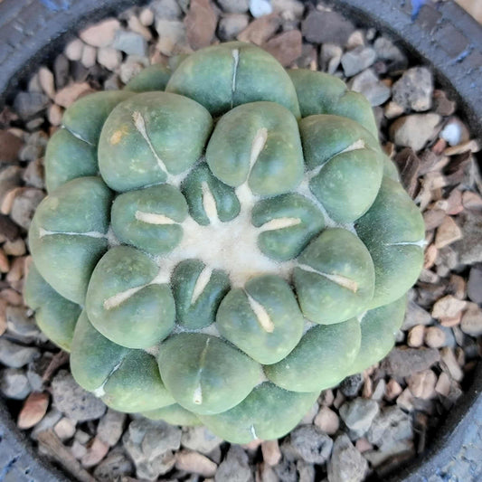 Coryphantha elephantidens cv inermis
