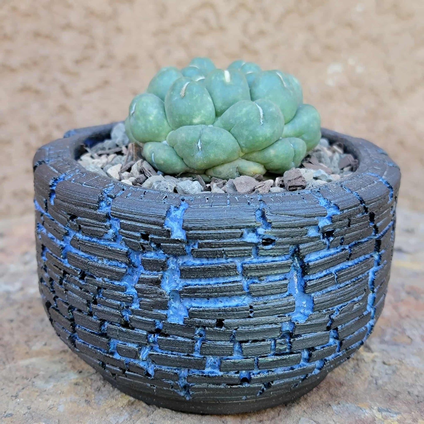 Coryphantha elephantidens cv inermis