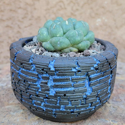Coryphantha elephantidens cv inermis