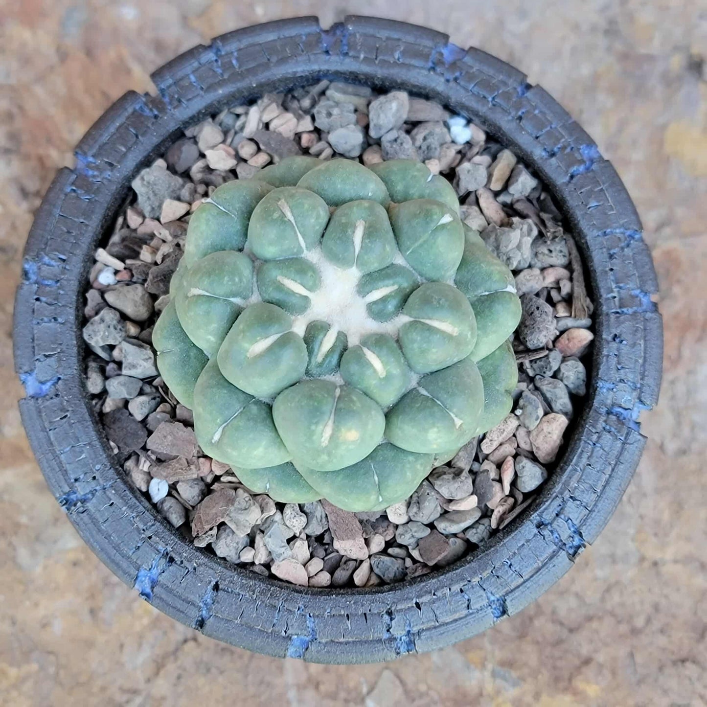 Coryphantha elephantidens cv inermis
