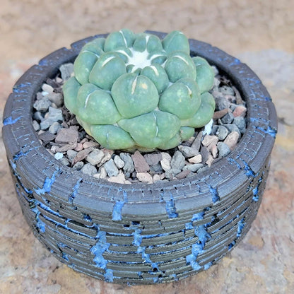 Coryphantha elephantidens cv inermis