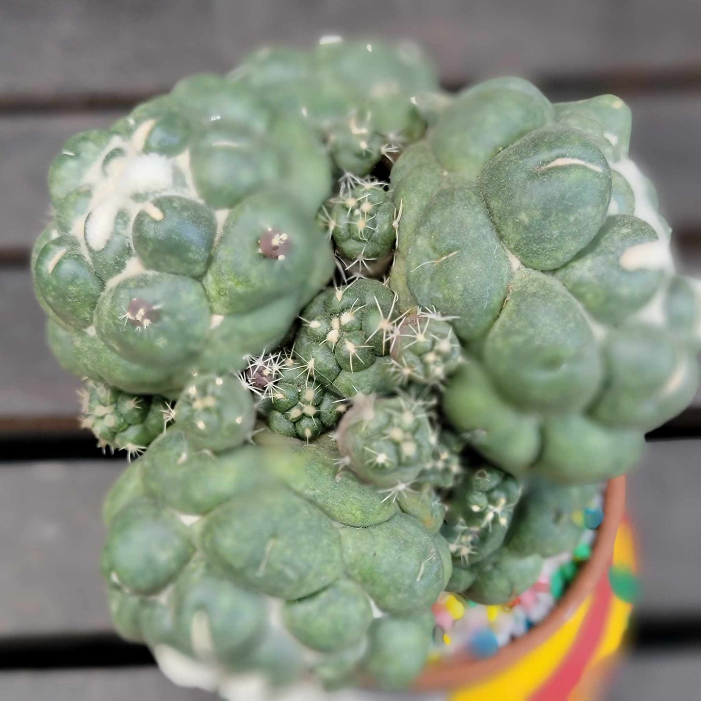Coryphantha elephantidens cv inermis - 6 Heads + Babies!