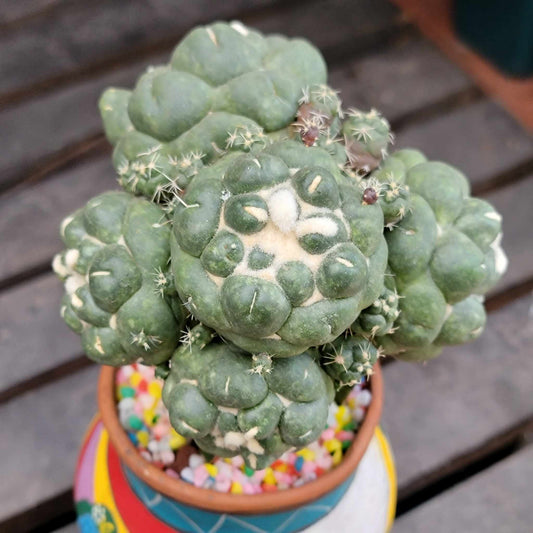 Coryphantha elephantidens cv inermis - 6 Heads + Babies!