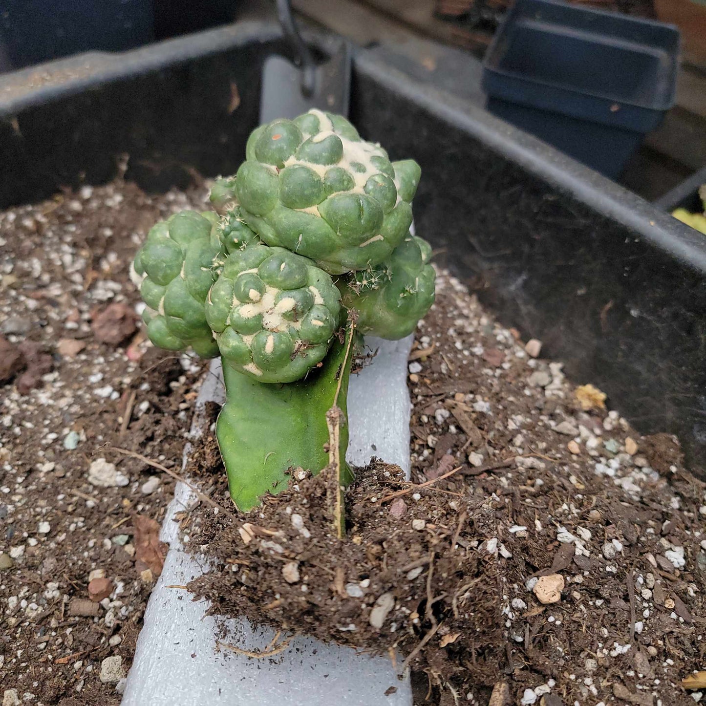 Coryphantha elephantidens cv inermis - 6 Heads + Babies!