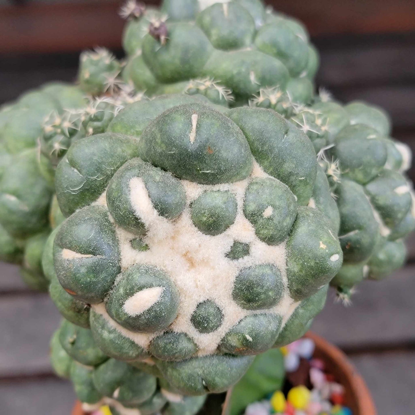 Coryphantha elephantidens cv inermis - 6 Heads + Babies!