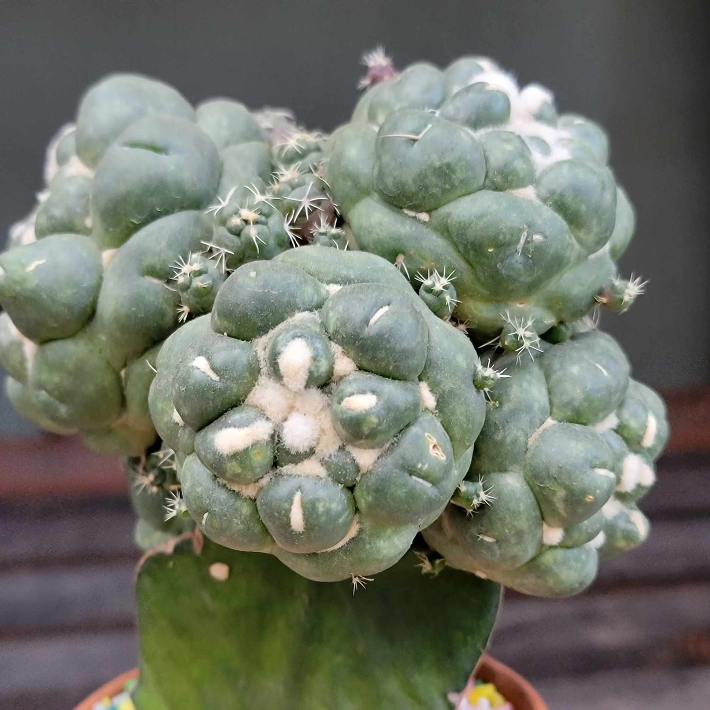 Coryphantha elephantidens cv inermis - 6 Heads + Babies!