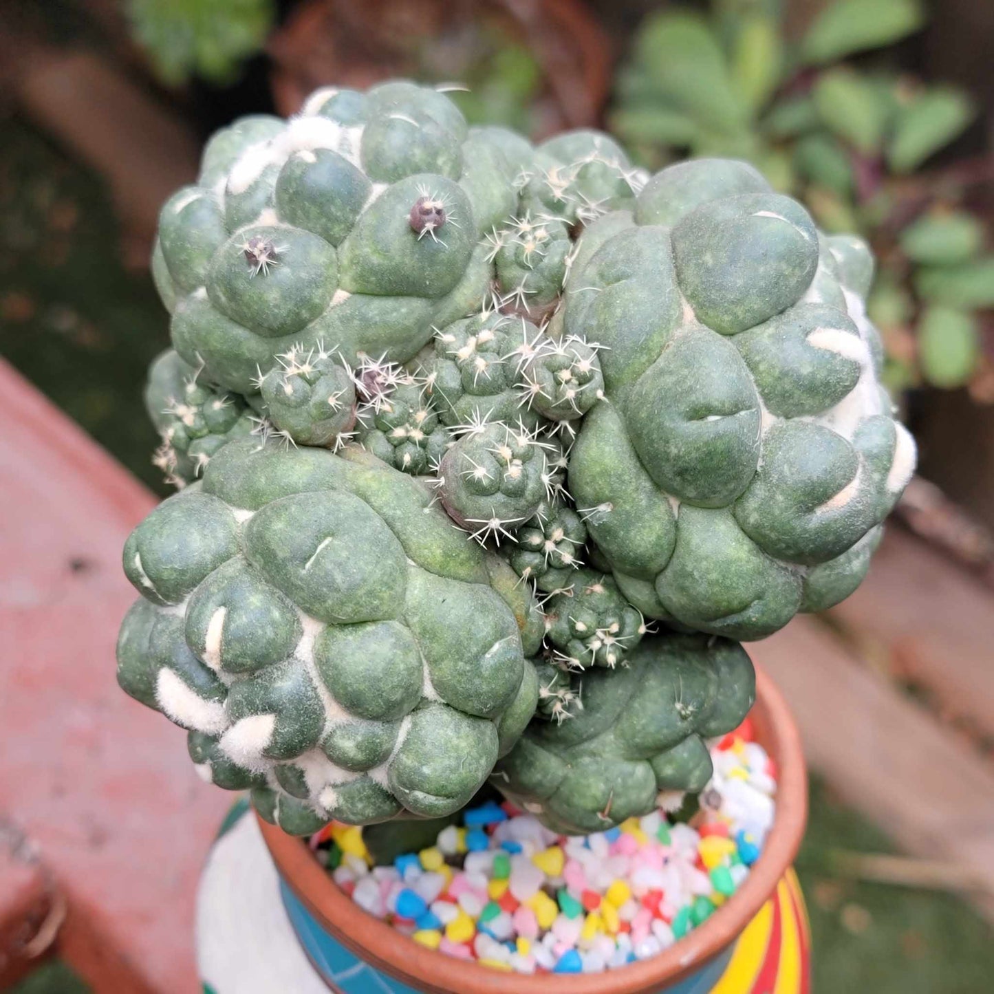Coryphantha elephantidens cv inermis - 6 Heads + Babies!