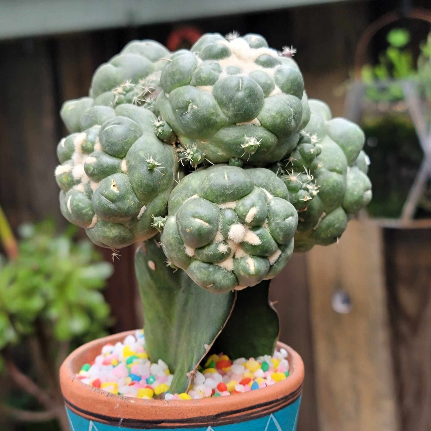 Coryphantha elephantidens cv inermis - 6 Heads + Babies!