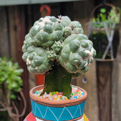 Coryphantha elephantidens cv inermis - 6 Heads + Babies!