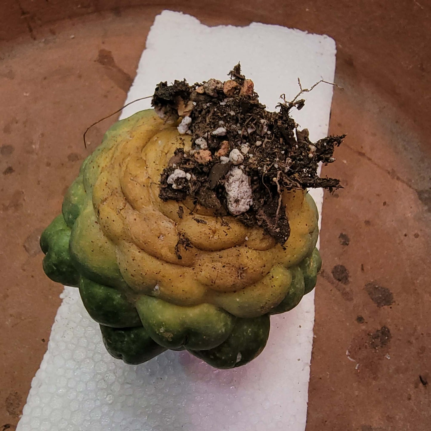 Coryphantha elephantidens cv inermis - XL