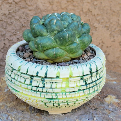 Coryphantha elephantidens cv inermis - XL