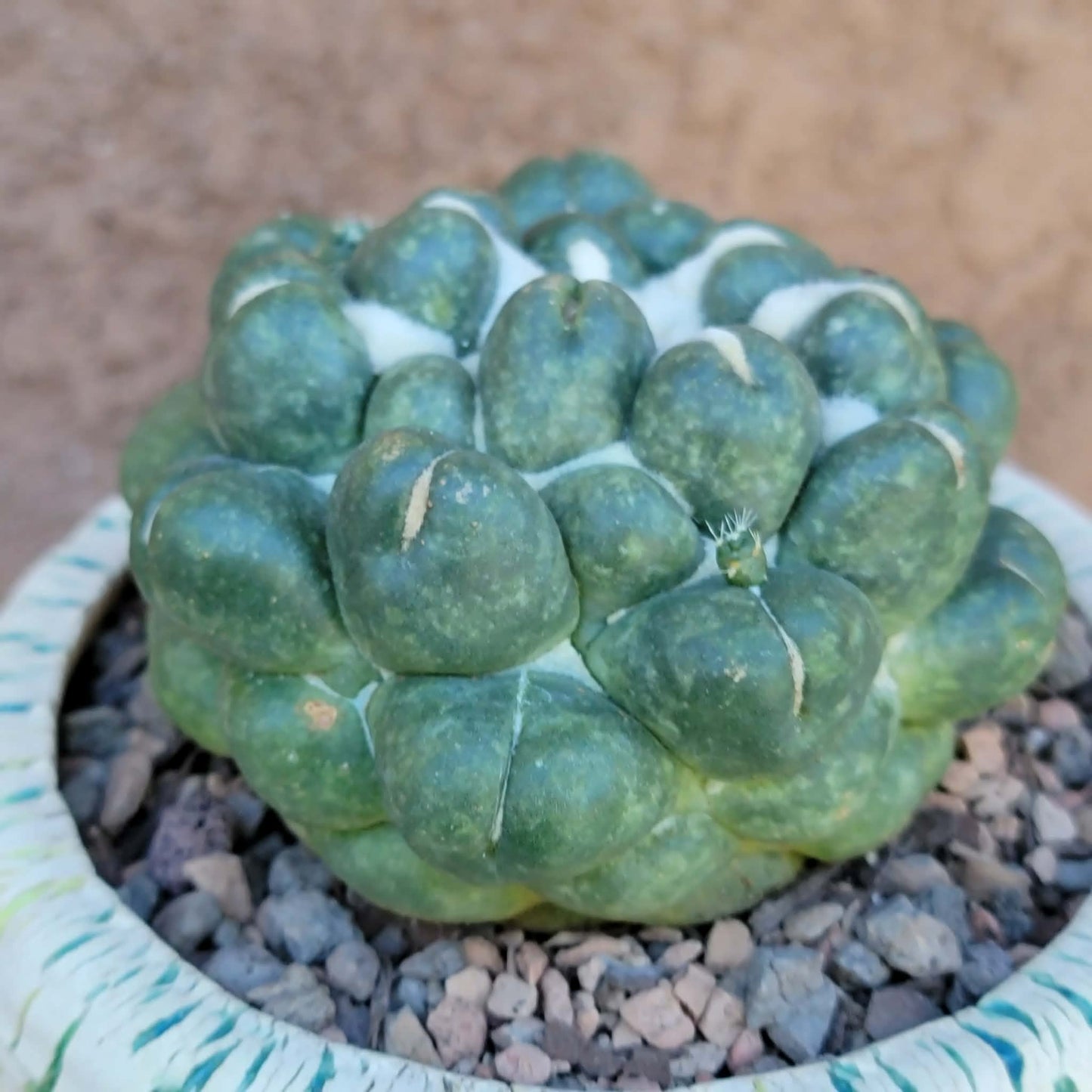 Coryphantha elephantidens cv inermis - XL