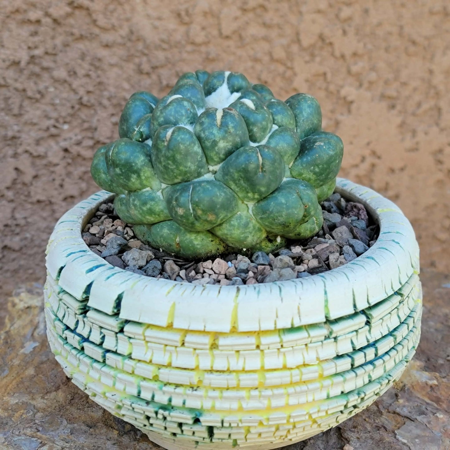 Coryphantha elephantidens cv inermis - XL