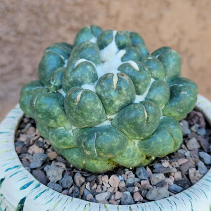 Coryphantha elephantidens cv inermis - XL