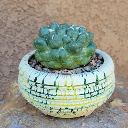 Coryphantha elephantidens cv inermis - XL