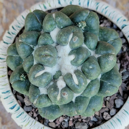 Coryphantha elephantidens cv inermis - XL