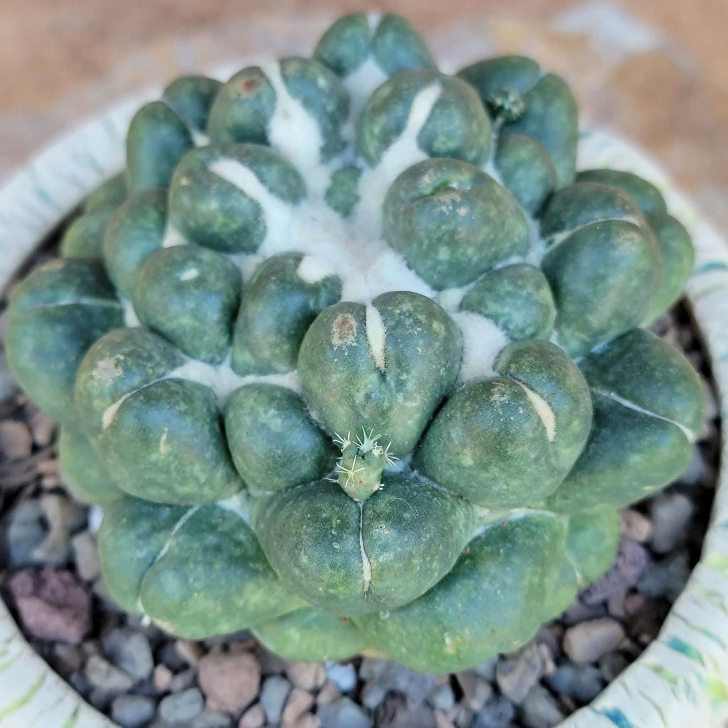 Coryphantha elephantidens cv inermis - XL