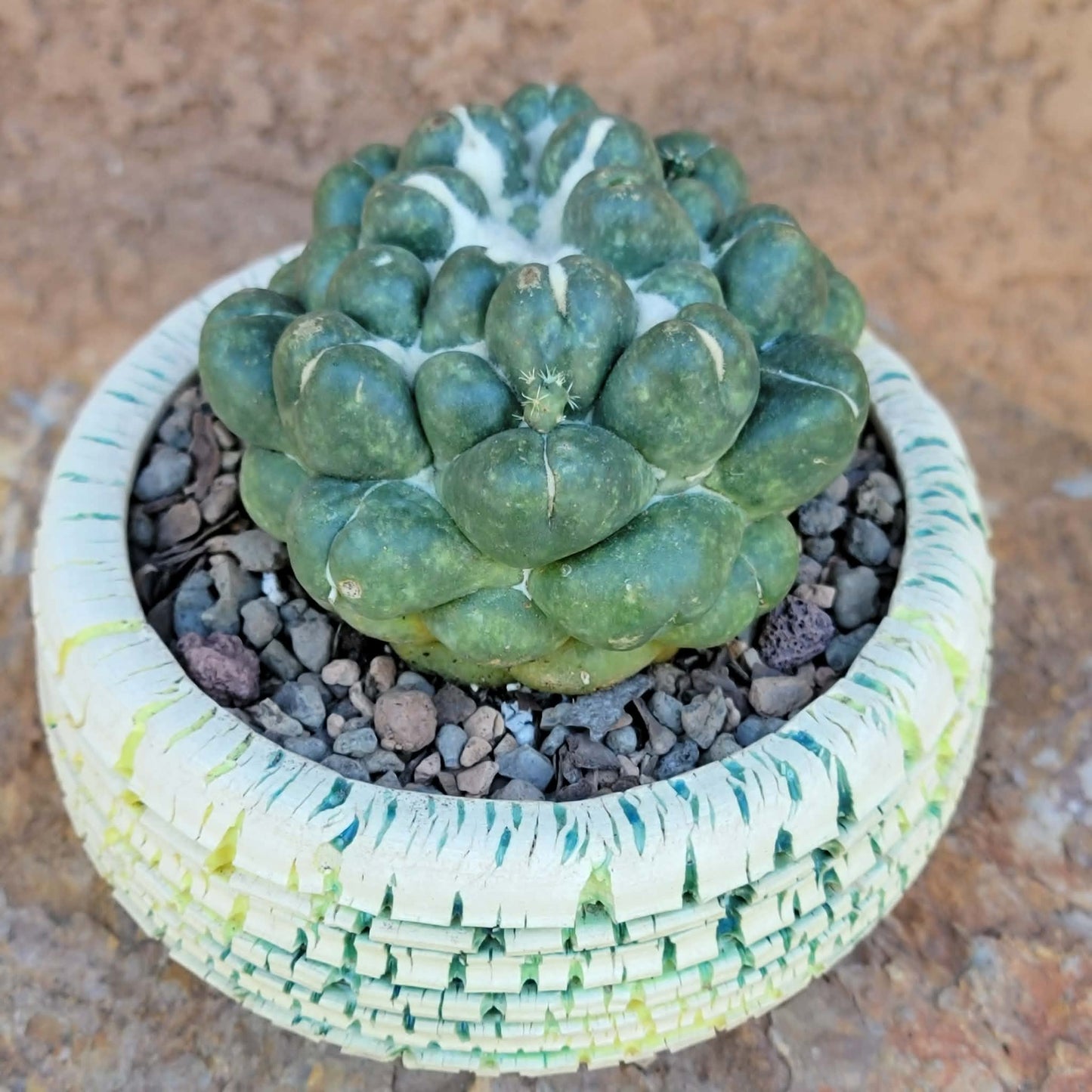 Coryphantha elephantidens cv inermis - XL