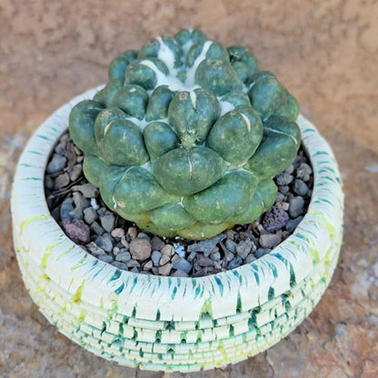 Coryphantha elephantidens cv inermis - XL