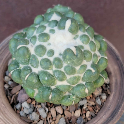 Coryphantha elephantidens cv inermis