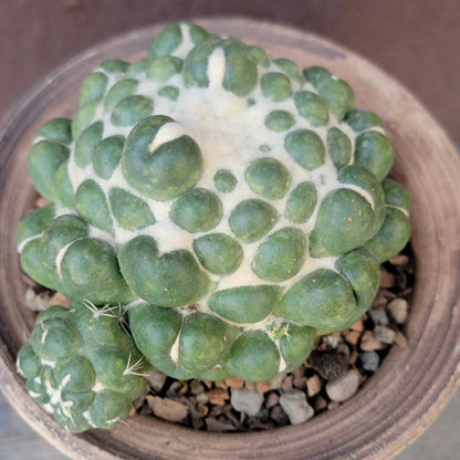 Coryphantha elephantidens cv inermis