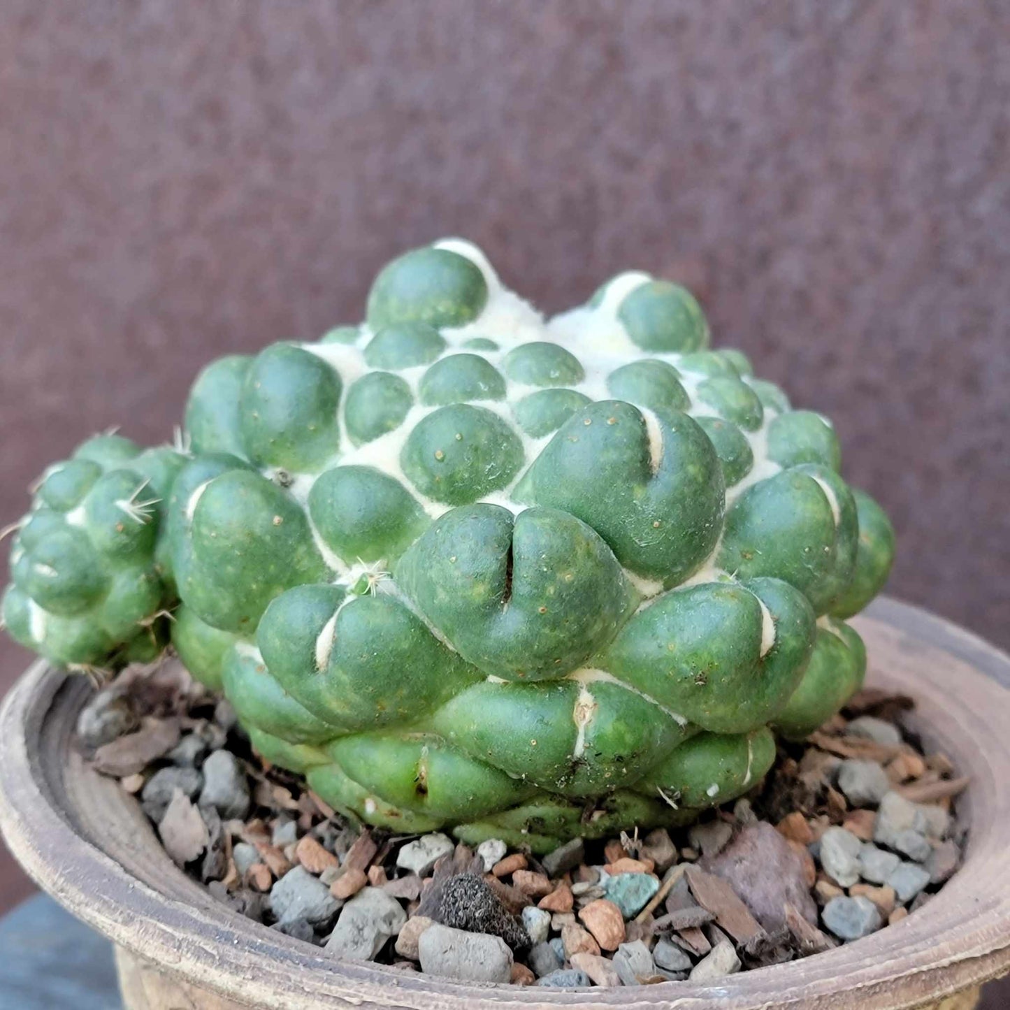 Coryphantha elephantidens cv inermis