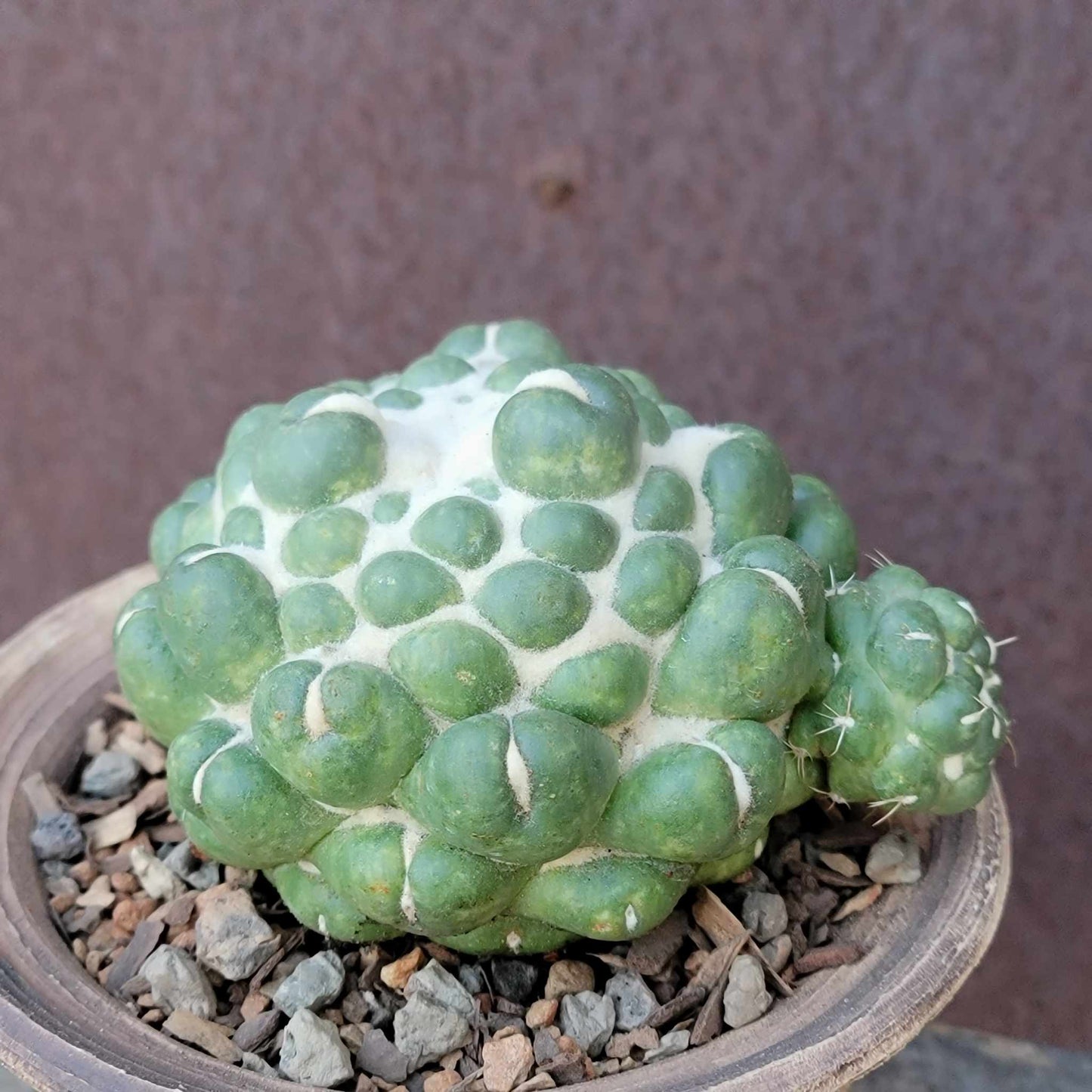 Coryphantha elephantidens cv inermis