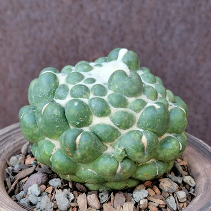 Coryphantha elephantidens cv inermis