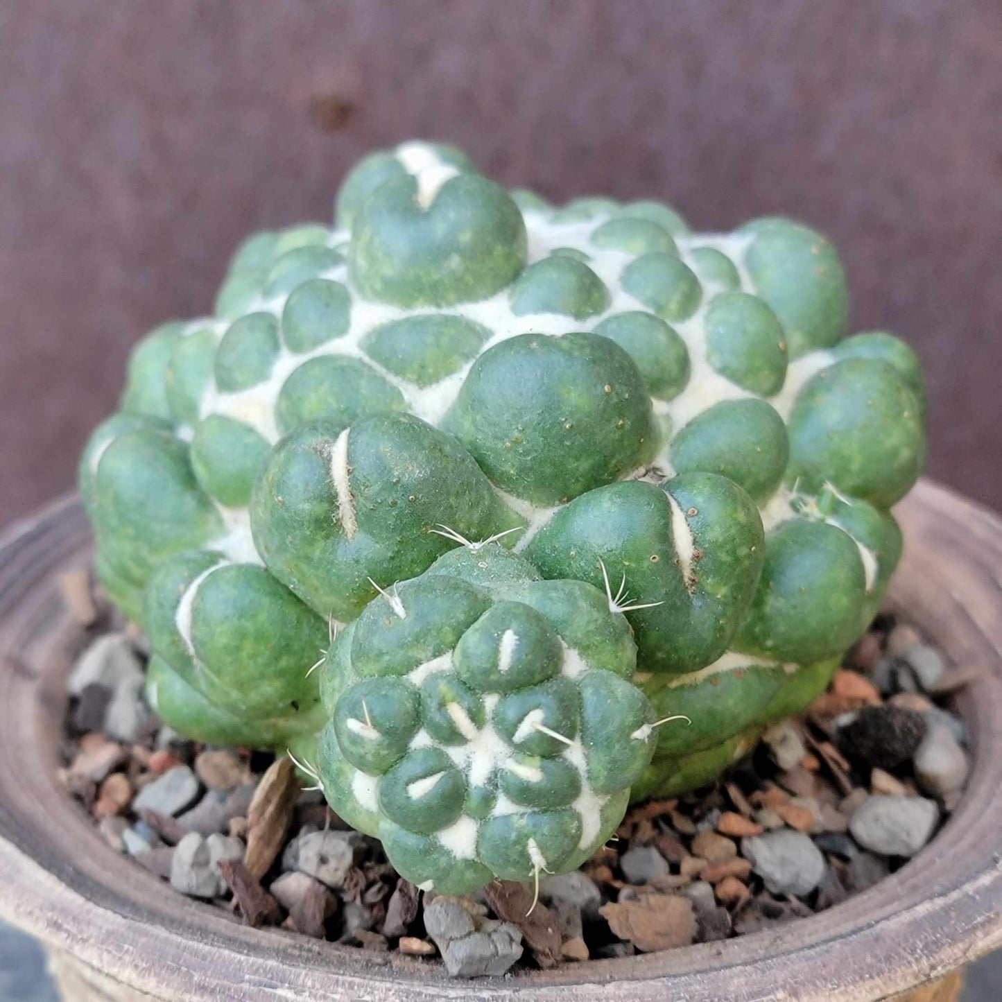 Coryphantha elephantidens cv inermis