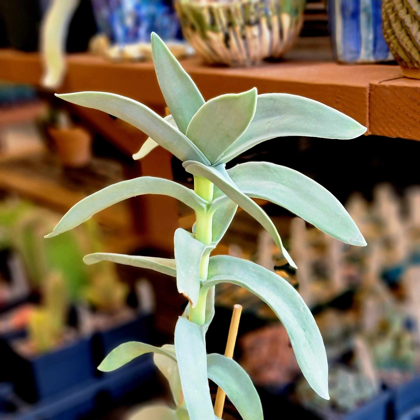 Crassula Falcata - Propeller Plant