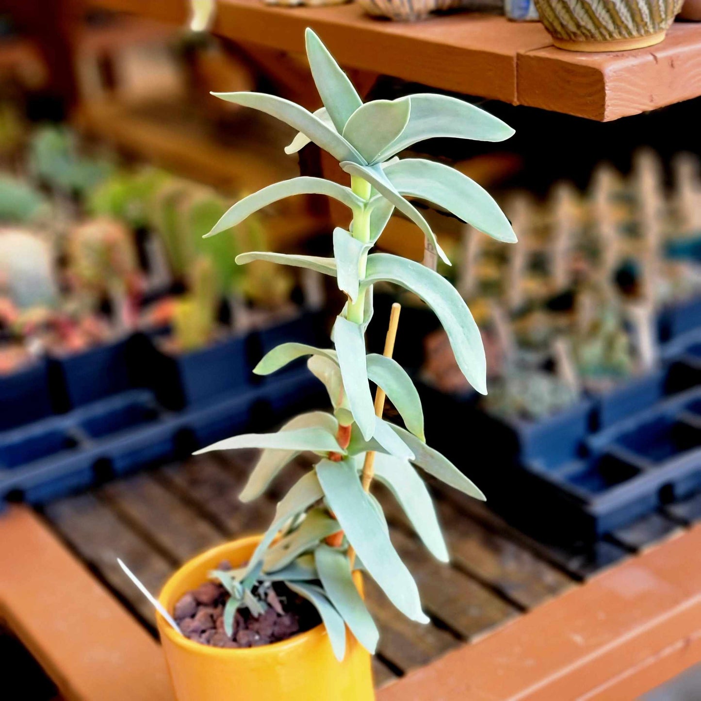 Crassula Falcata - Propeller Plant