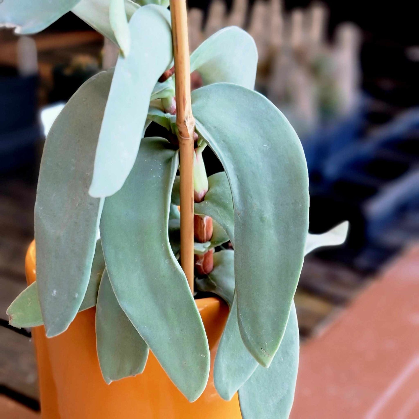 Crassula Falcata - Propeller Plant