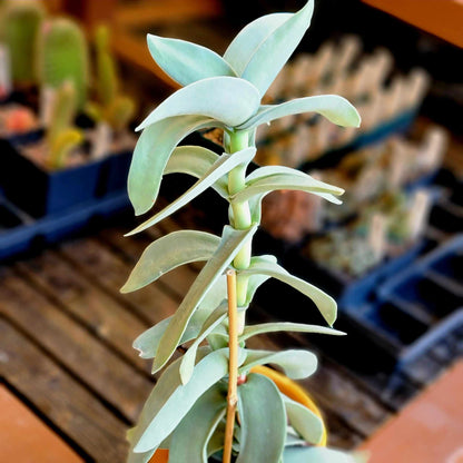 Crassula Falcata - Propeller Plant