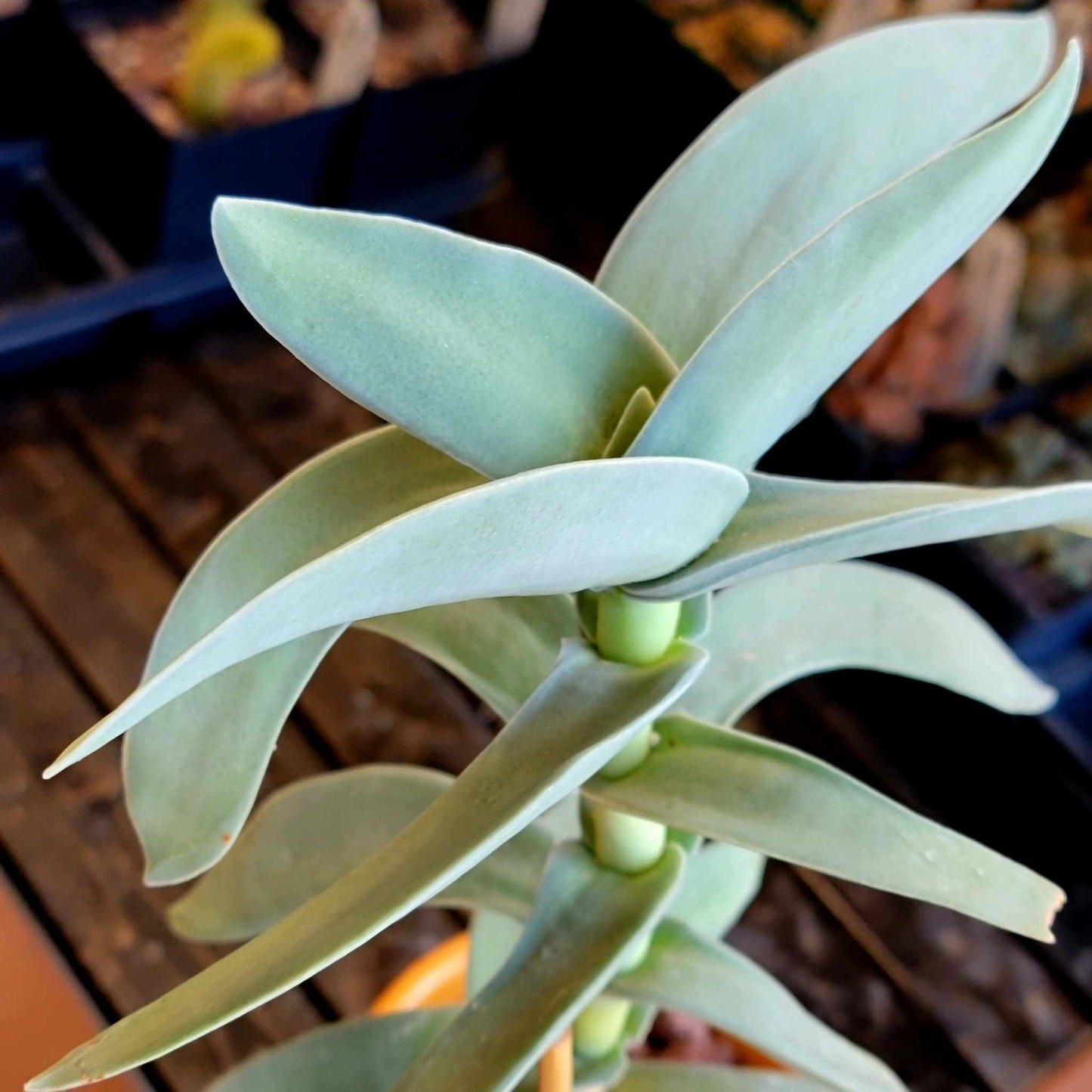 Crassula Falcata - Propeller Plant