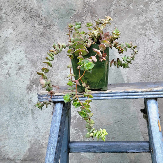 Crassula 'Baby Necklace'