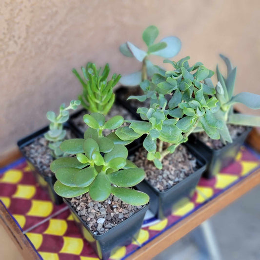 Crassula Succulent Bundle #1 -  6 Exotic Varieties