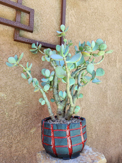 Crassula arborescens - Silver Dollar Jade