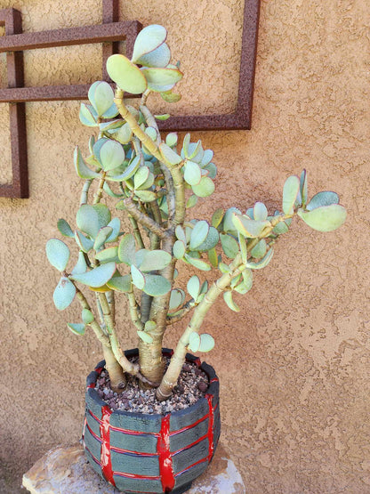 Crassula arborescens - Silver Dollar Jade