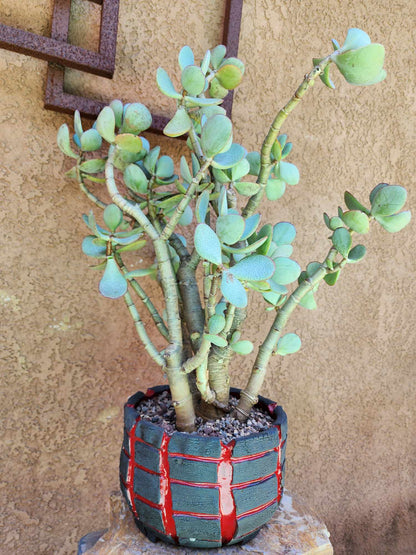 Crassula arborescens - Silver Dollar Jade