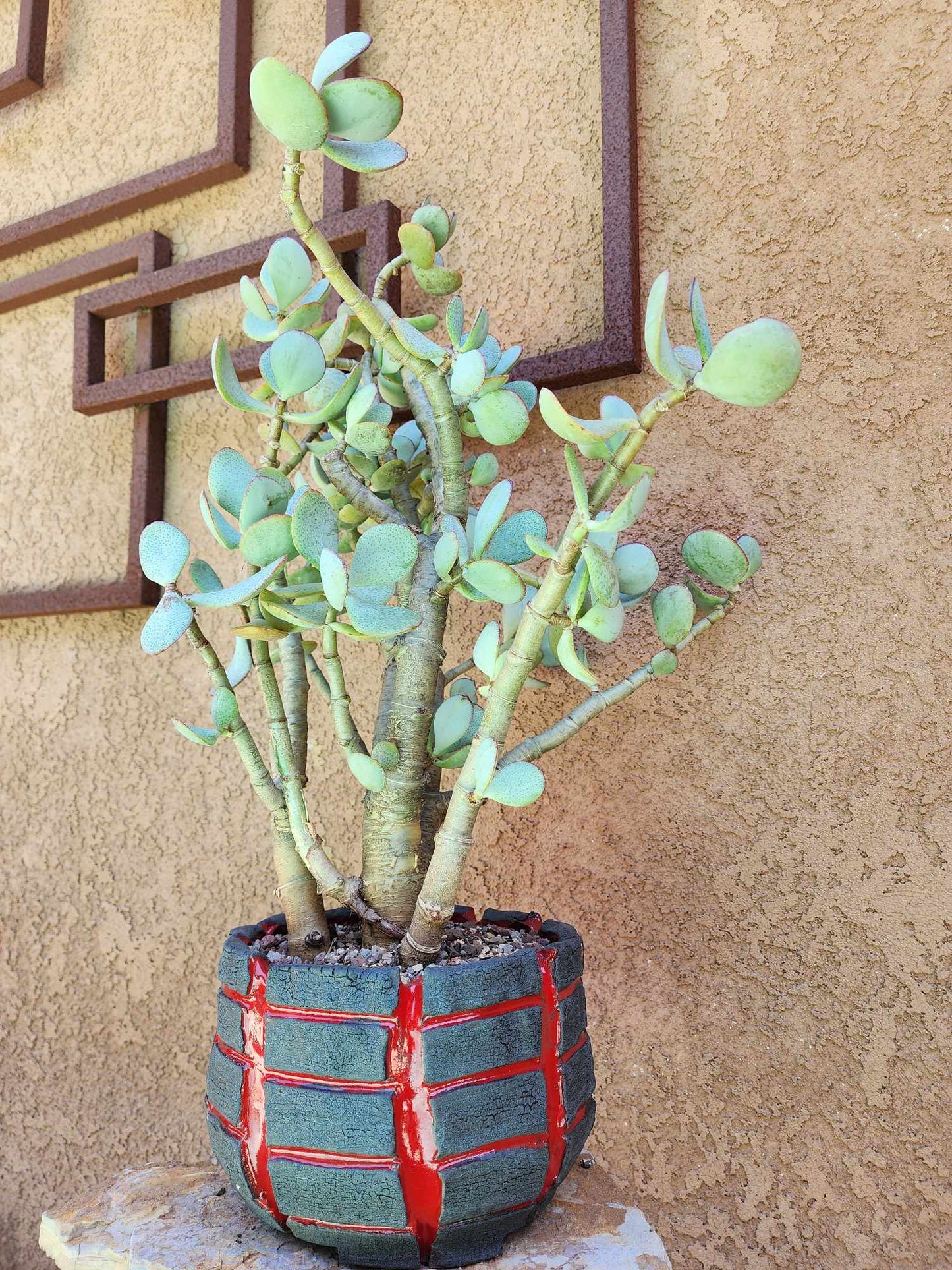 Crassula arborescens - Silver Dollar Jade