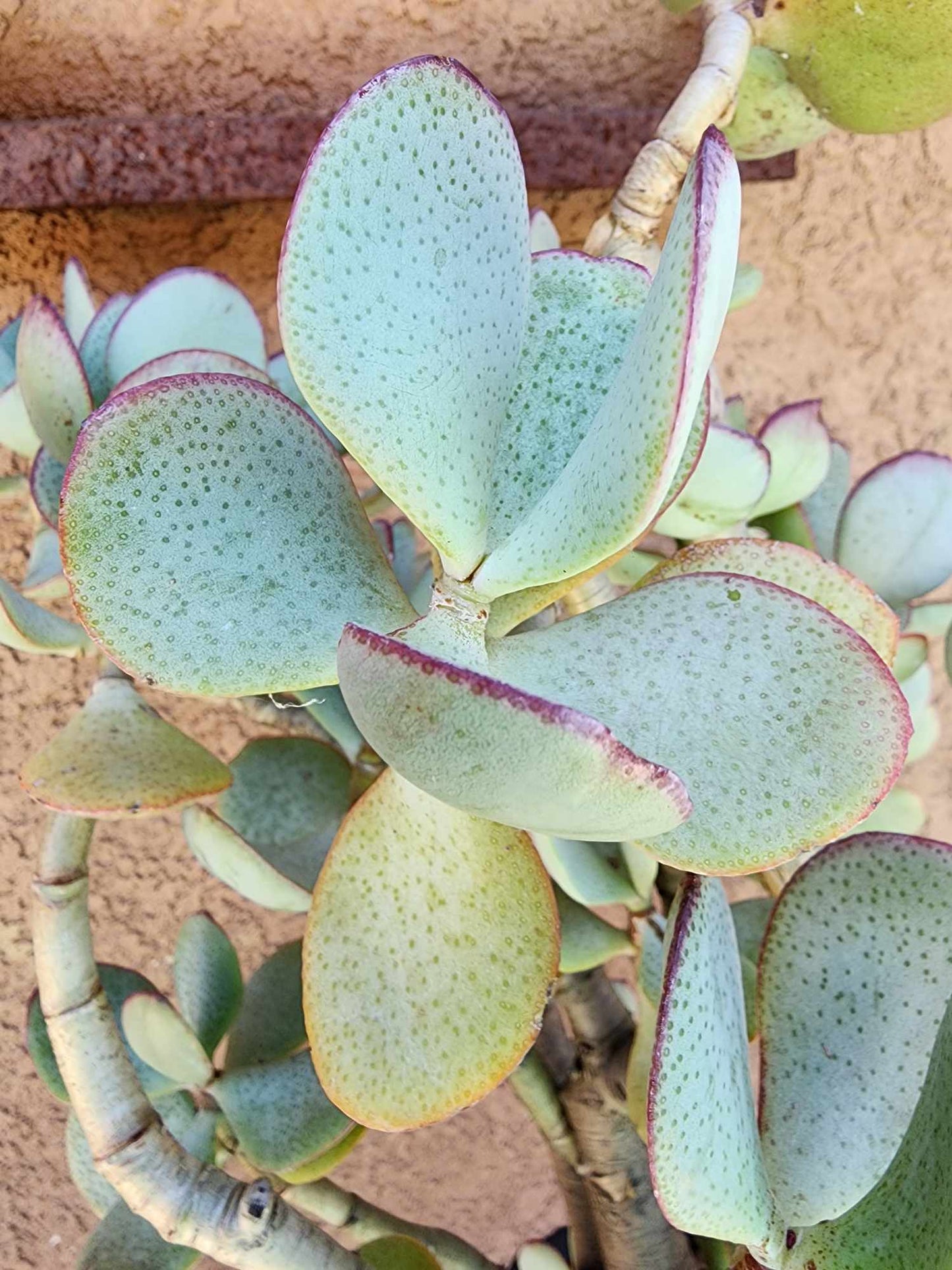 Crassula arborescens - Silver Dollar Jade