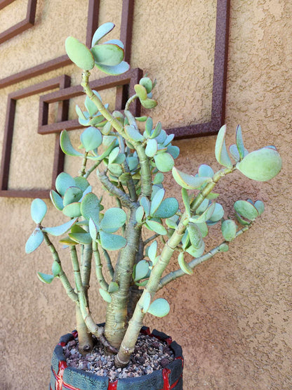Crassula arborescens - Silver Dollar Jade